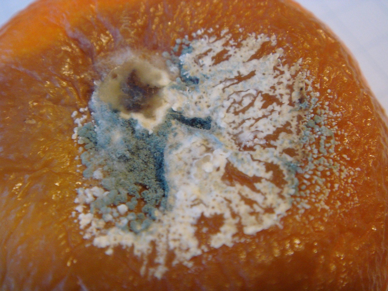 fungi-0002642