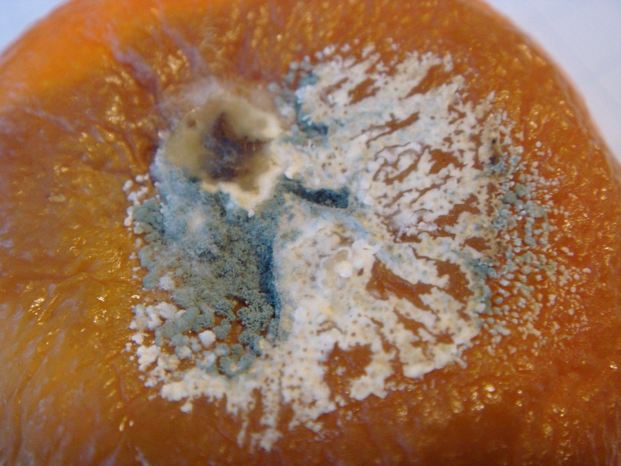 fungi-0002643