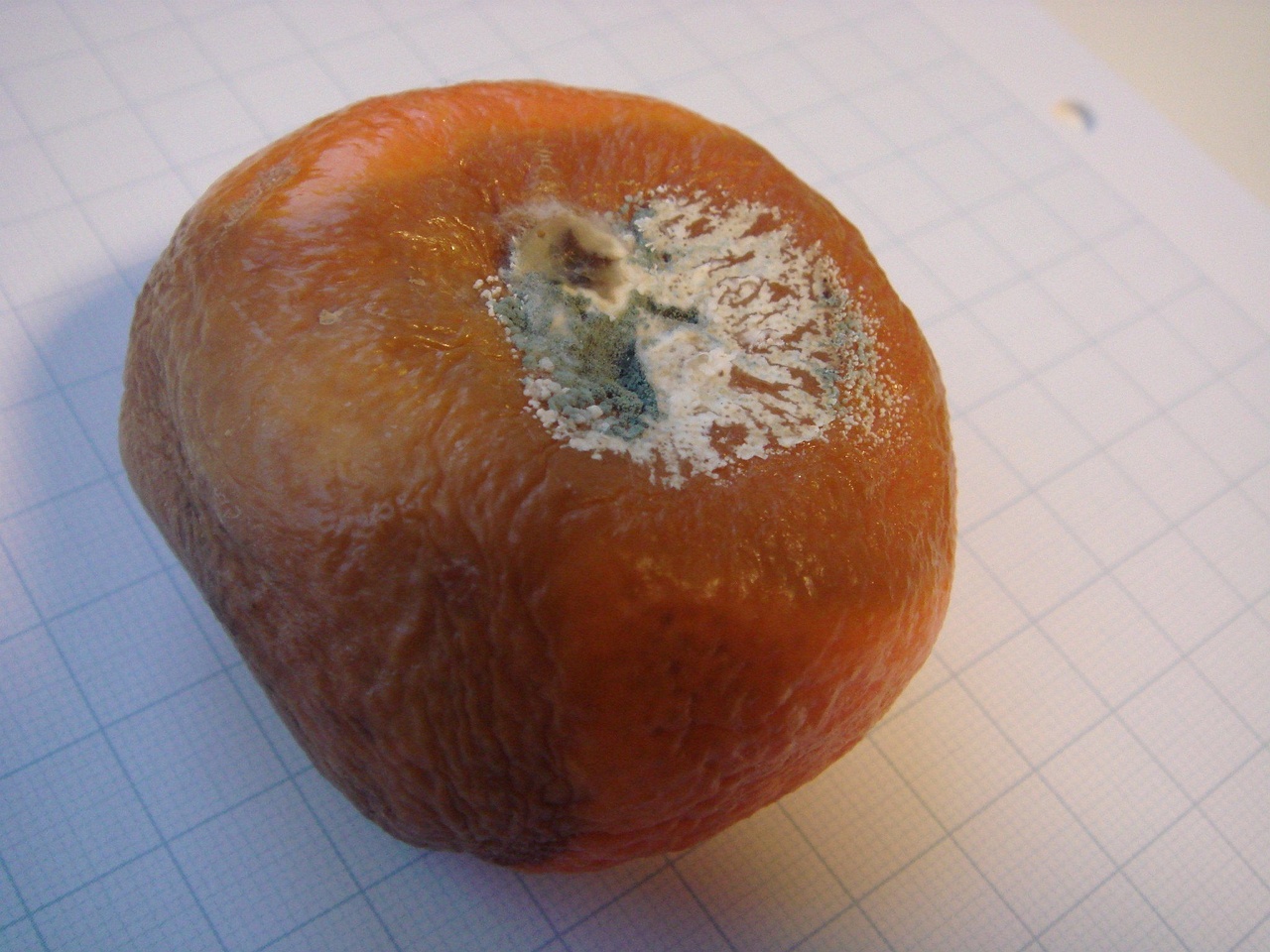 fungi-0002644
