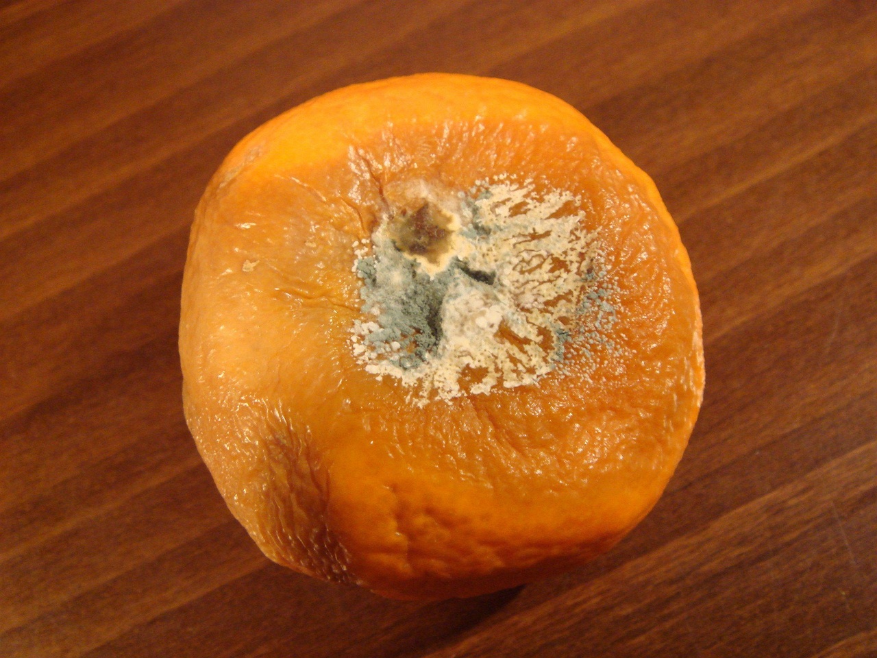 fungi-0002648