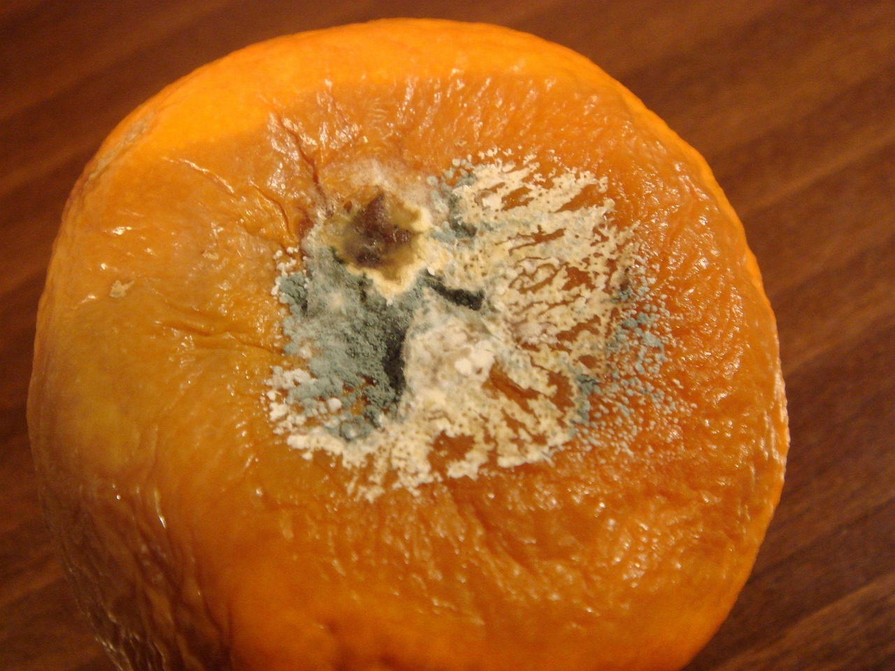 fungi-0002649