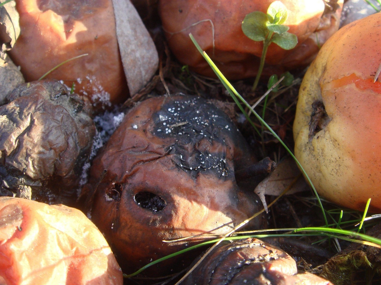 fungi-0002659