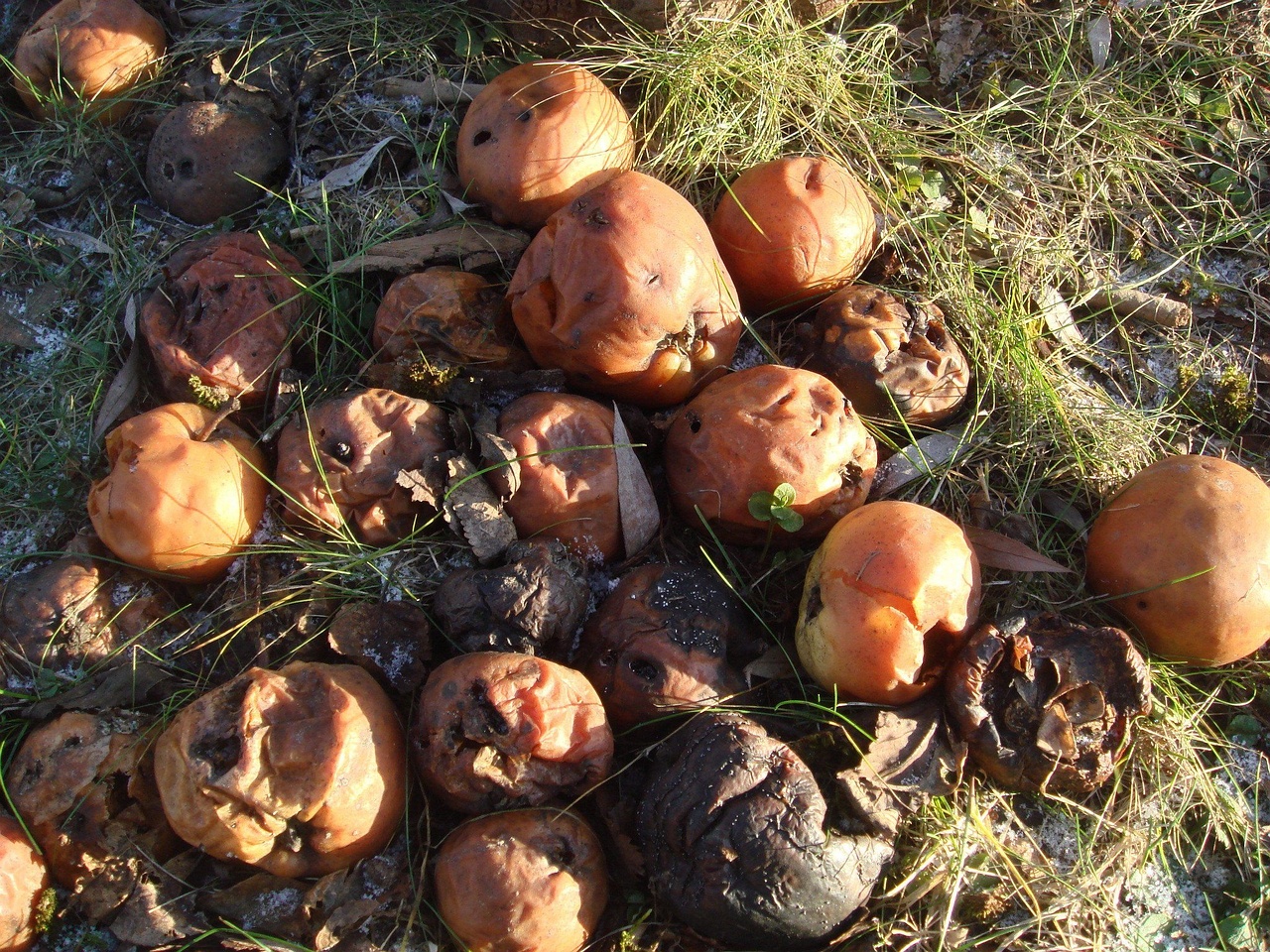 fungi-0002660