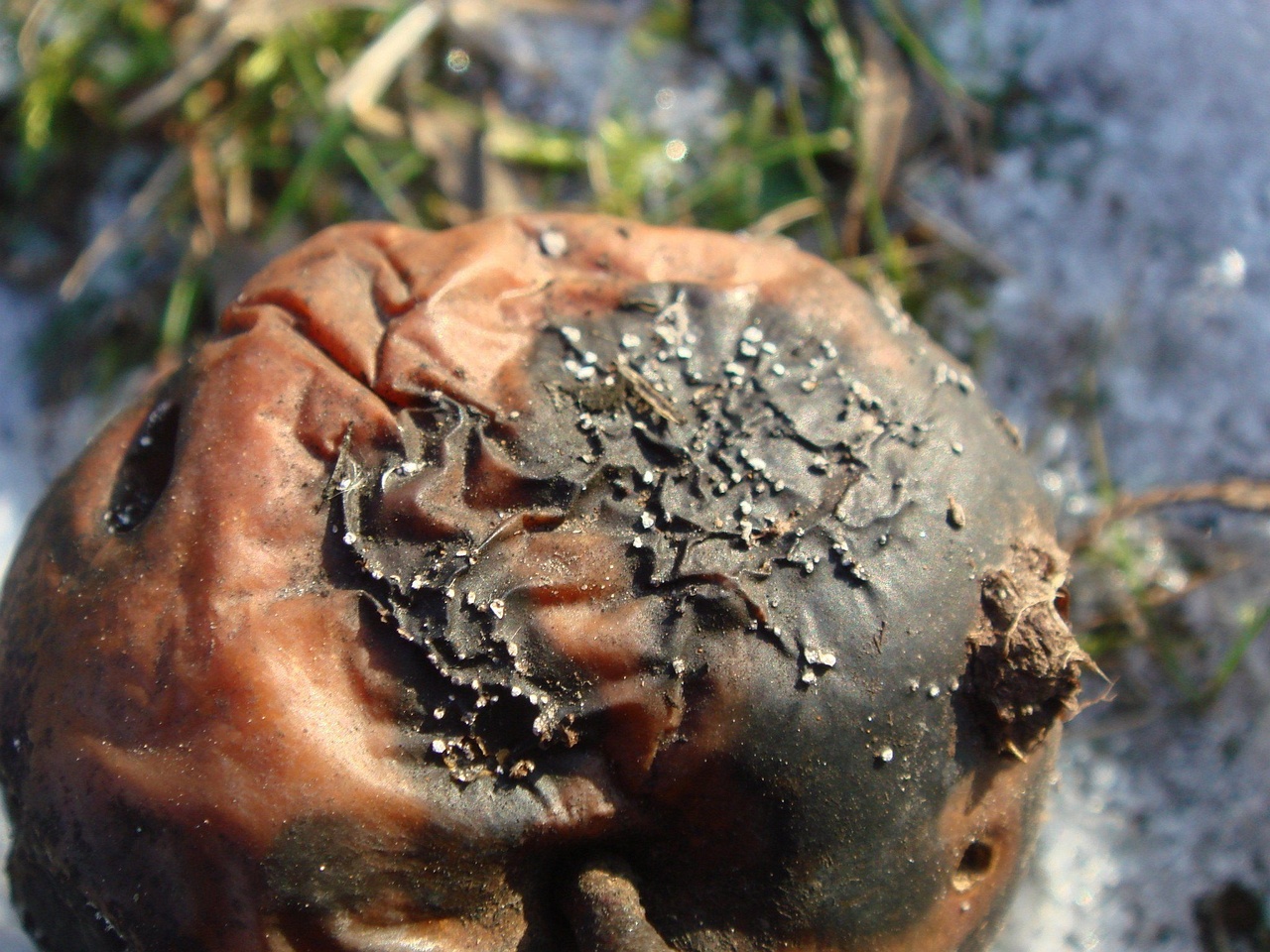fungi-0002661