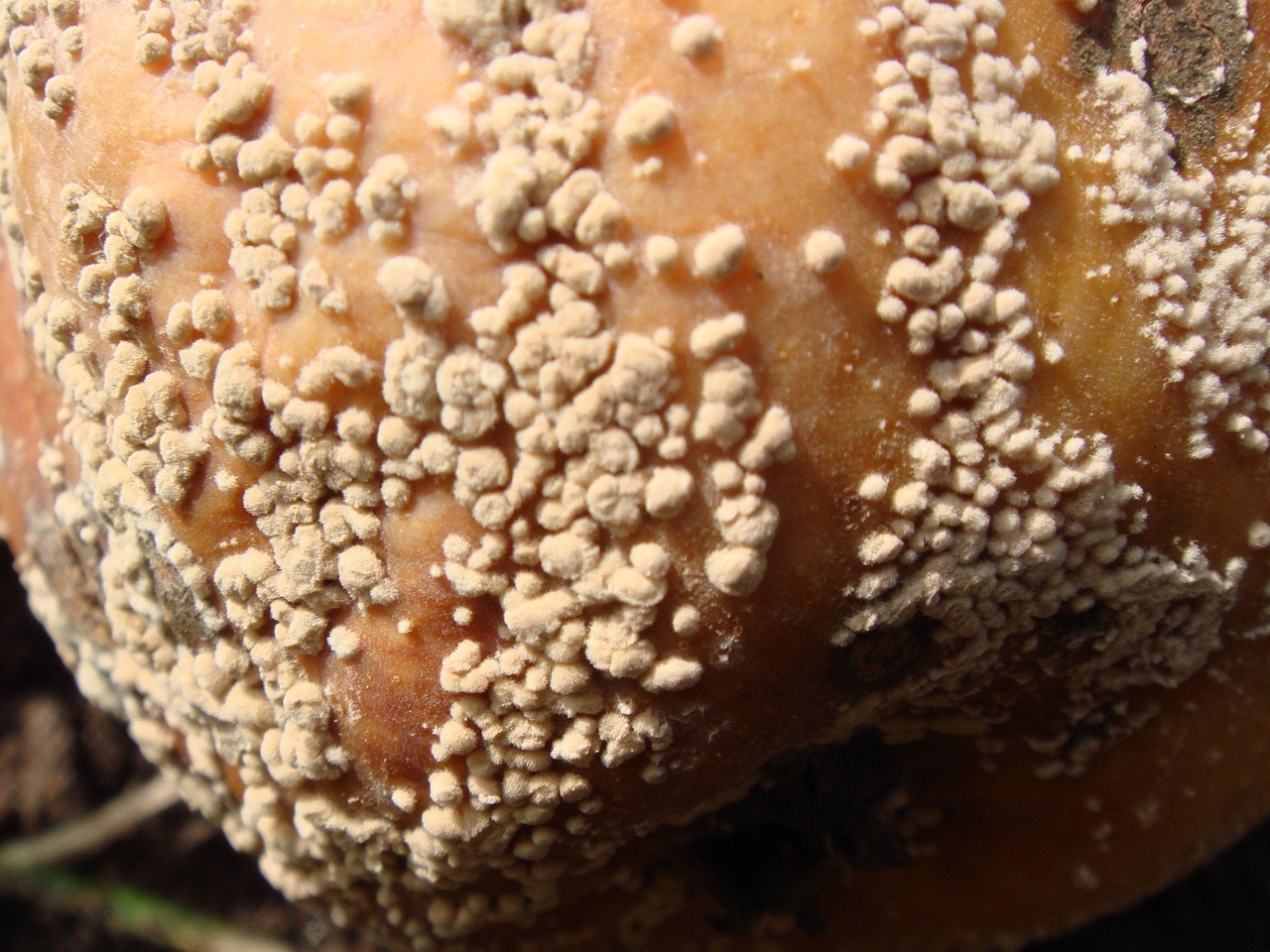 fungi-0003253