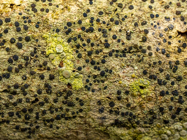 Пиренулавые - Pyrenulales The Pyrenulales are an order of ascomycetous fungi within the class Eurotiomycetes and within the subphylum...