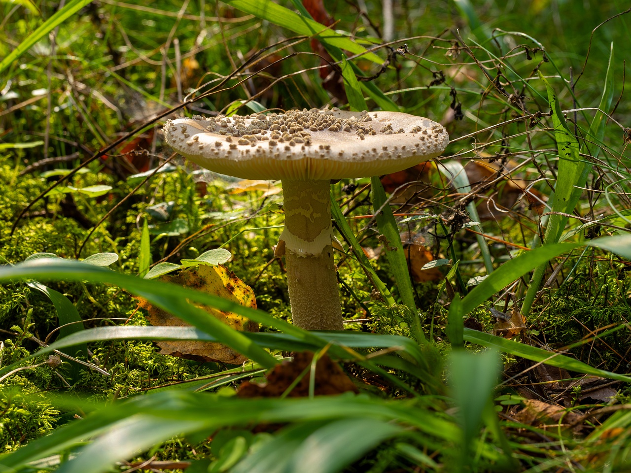 Amanita excelsa _2025-09-06_1-11