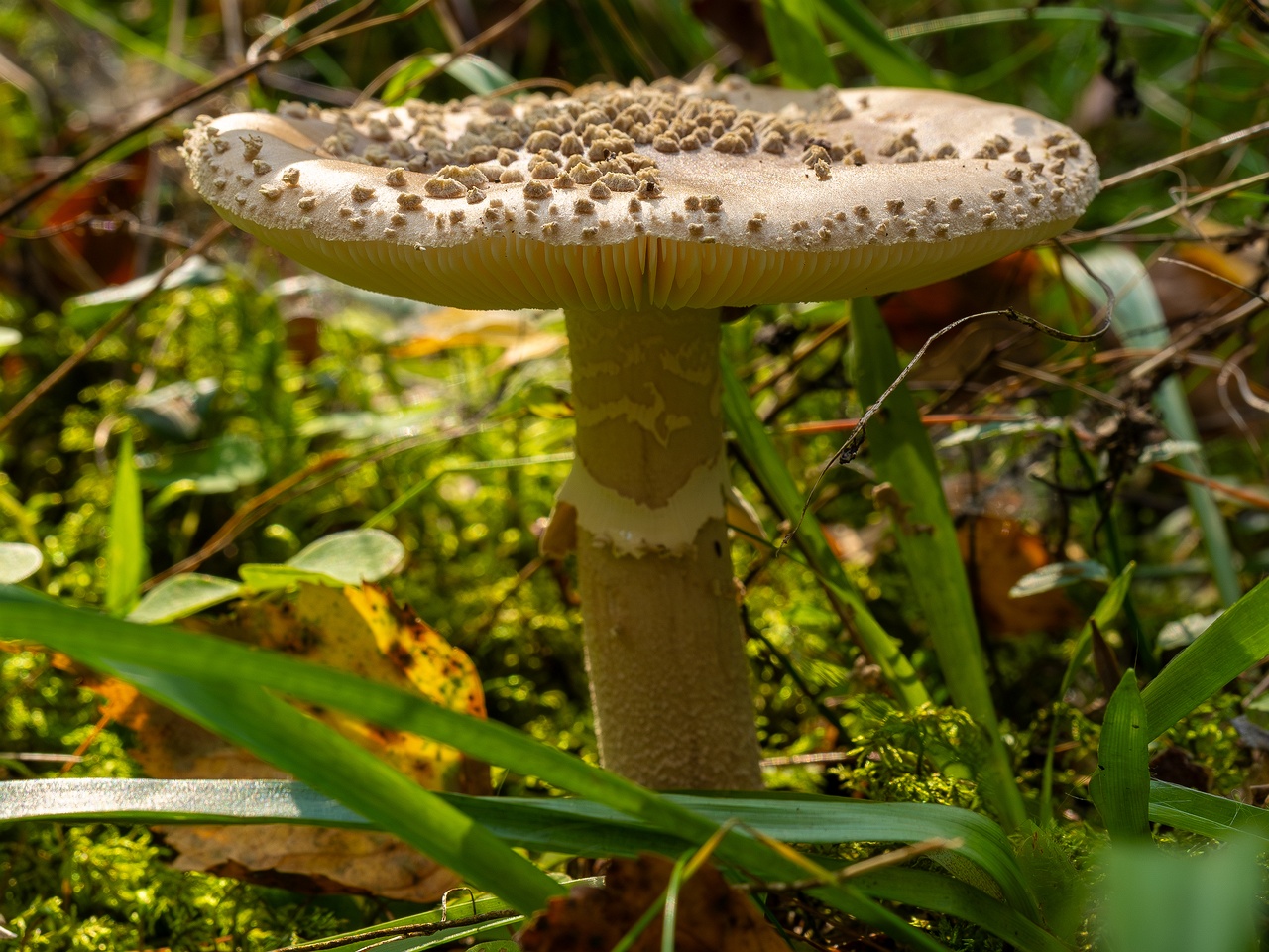 Amanita excelsa _2025-09-06_1-12