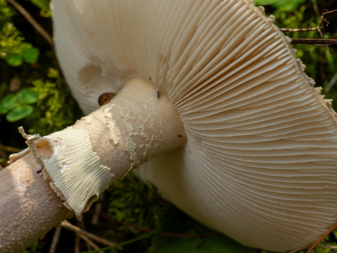 Amanita excelsa _2025-09-06_1-15