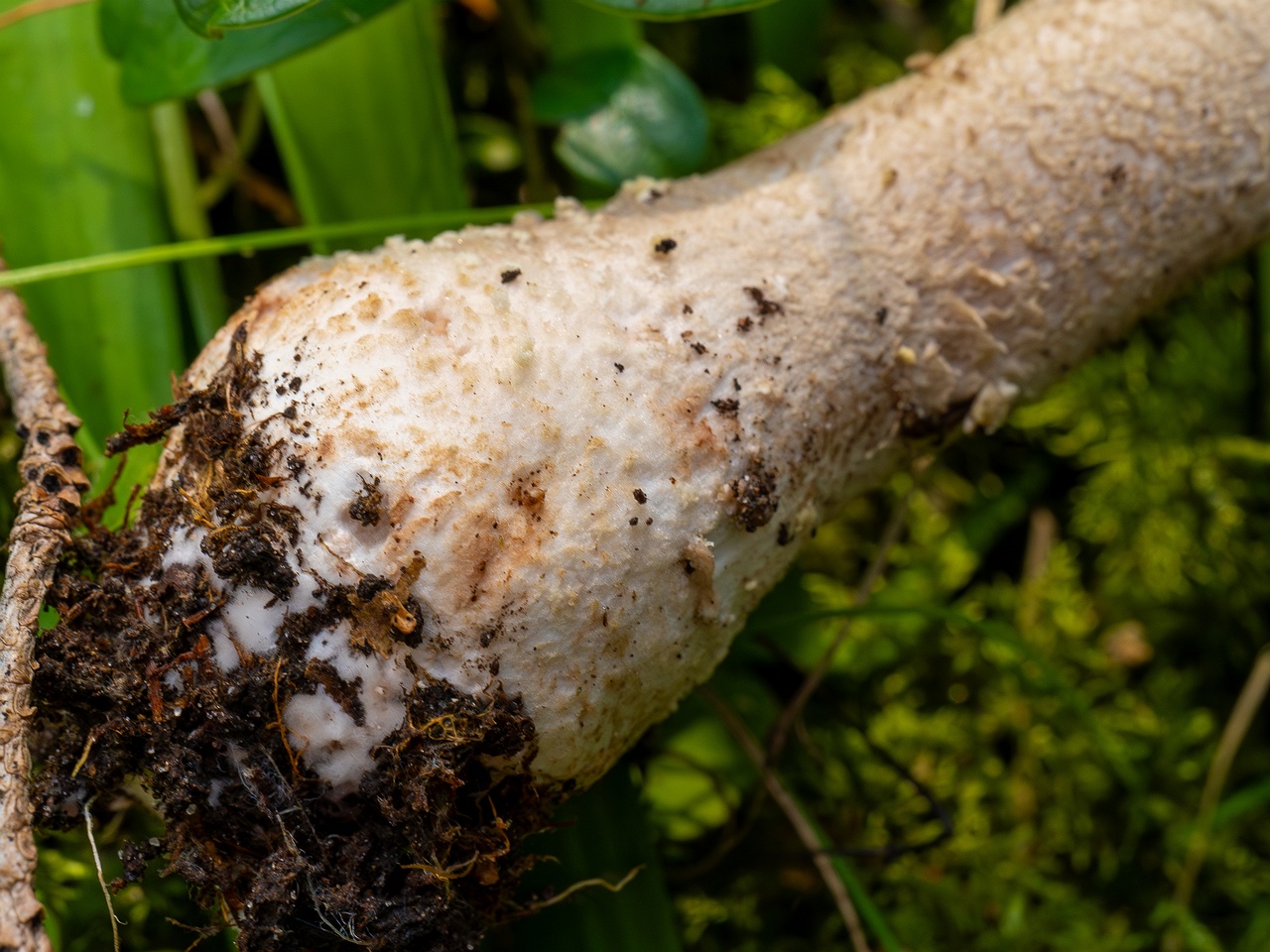 Amanita excelsa _2025-09-06_1-17