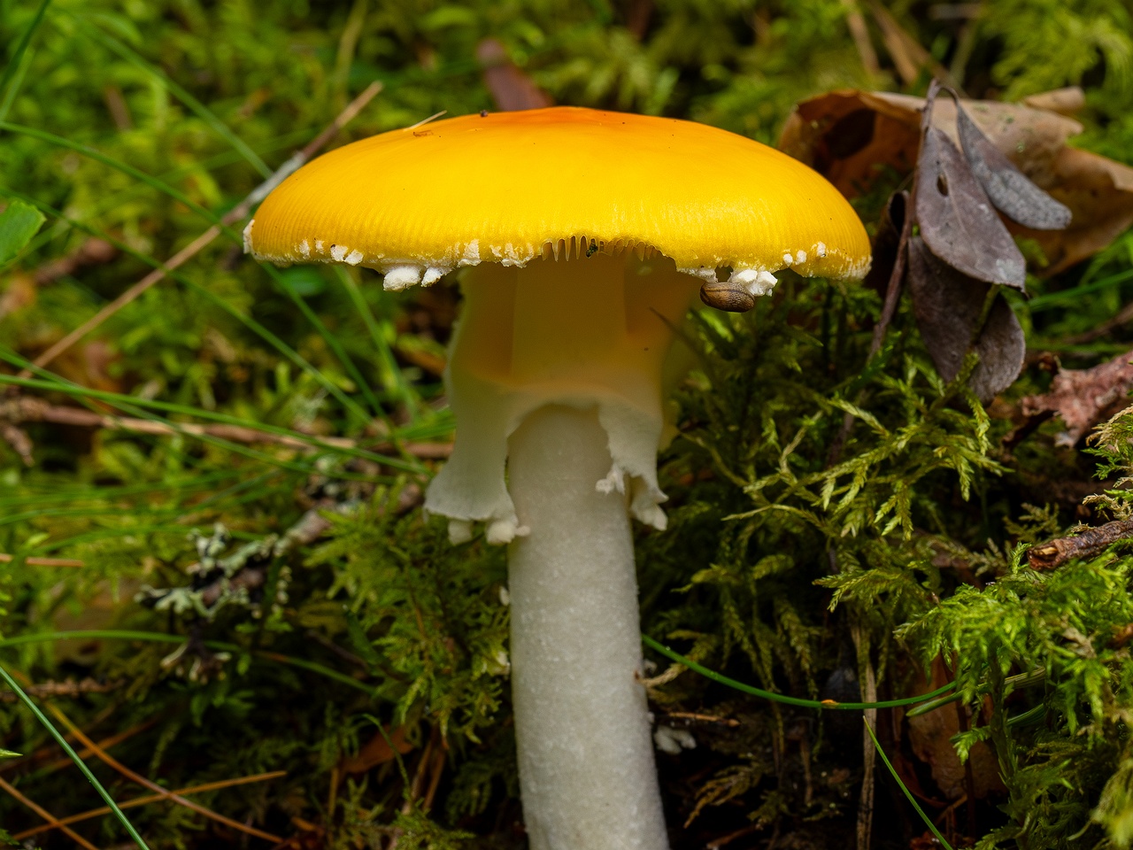 Amanita muscaria var. formosa _2025-09-06_1-2