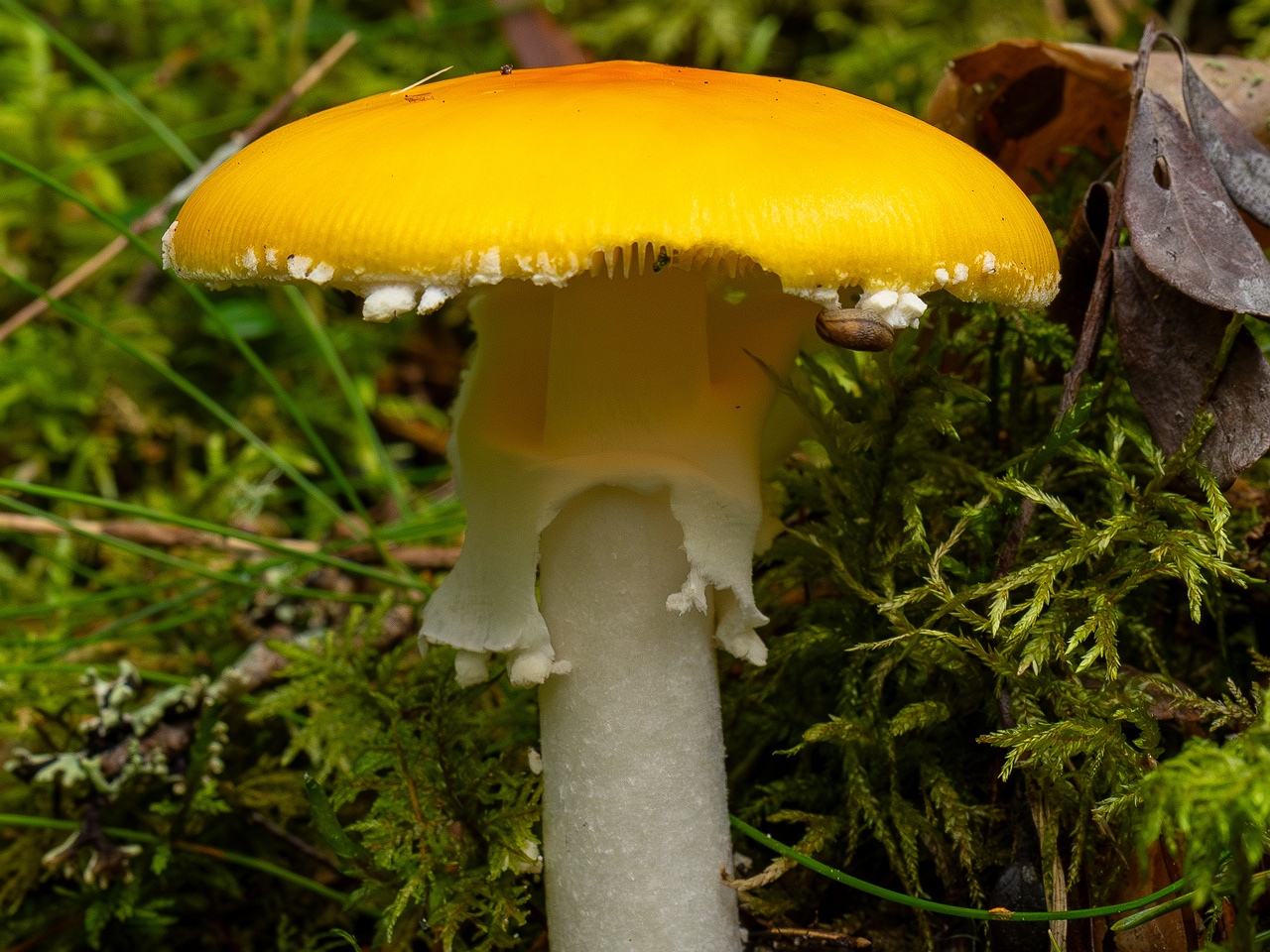 Amanita muscaria var. formosa _2025-09-06_1-3