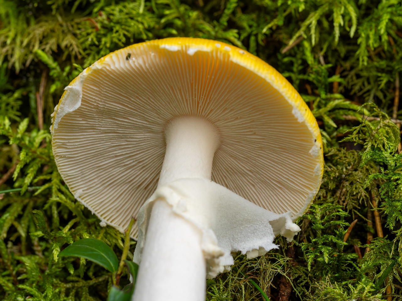 Amanita muscaria var. formosa _2025-09-06_1-6