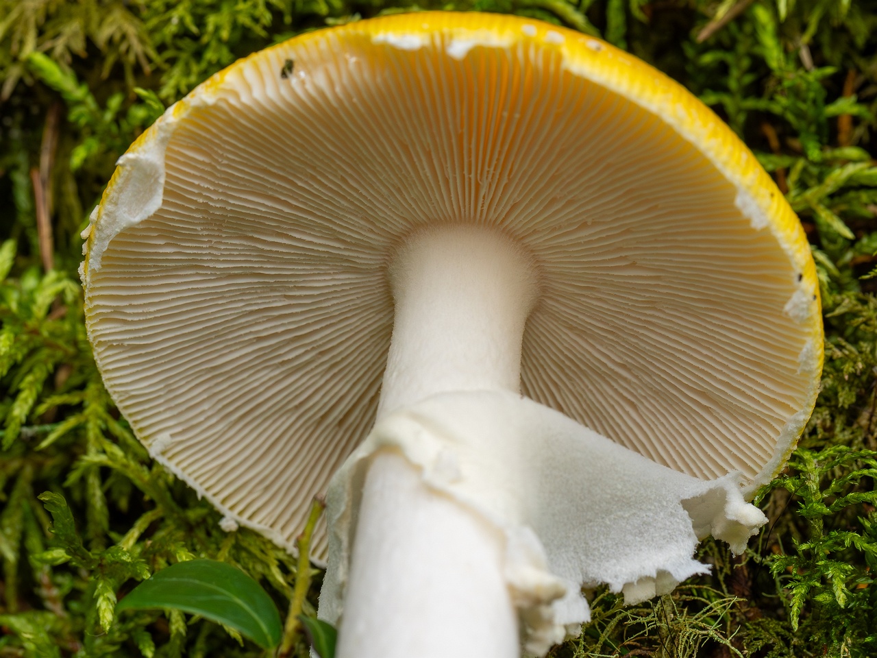 Amanita muscaria var. formosa _2025-09-06_1-7