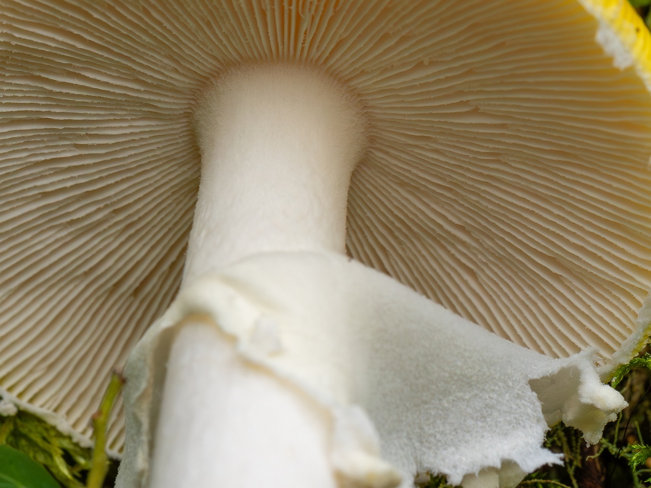 Amanita muscaria var. formosa _2025-09-06_1-8