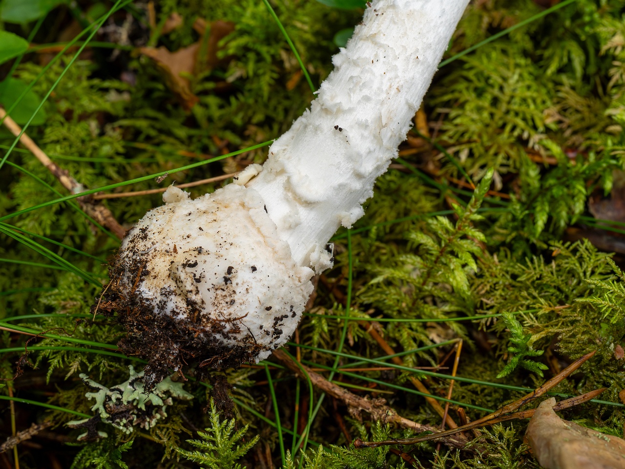 Amanita muscaria var. formosa _2025-09-06_1-9