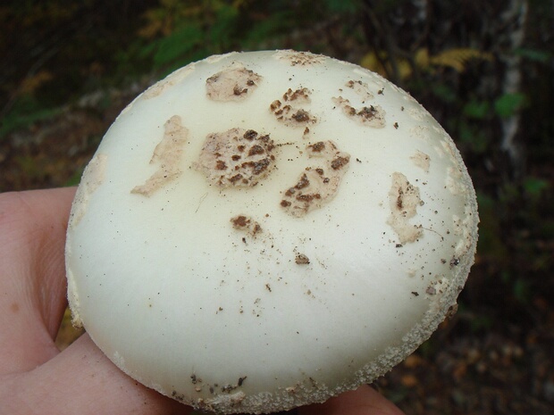 Amanita verna - Мухомор весенний - Fool's mushroom, destroying angel - Frühlings-Knollenblätterpilz Amanita verna, commonly known as the Fool's mushroom or destroying angel, is a highly toxic species of fungus that...