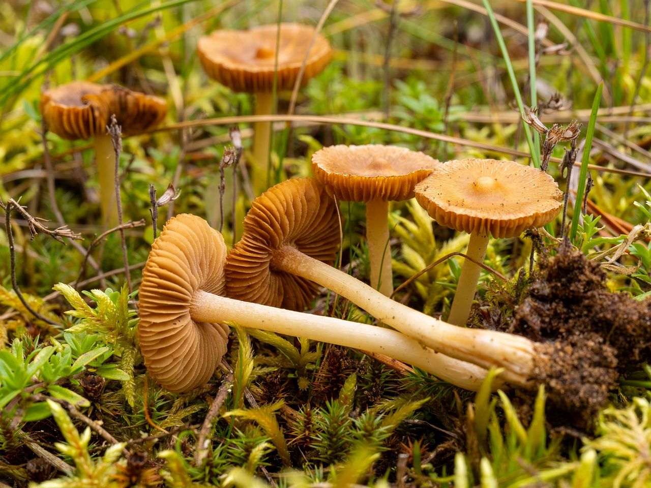 Inocybe nitidiuscula _2025-09-28_1-4