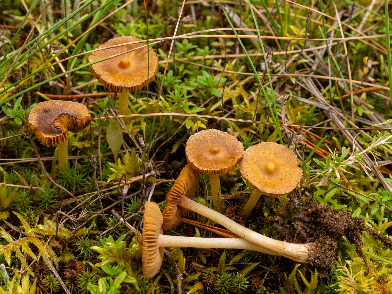 Inocybe nitidiuscula _2025-09-28_1-5