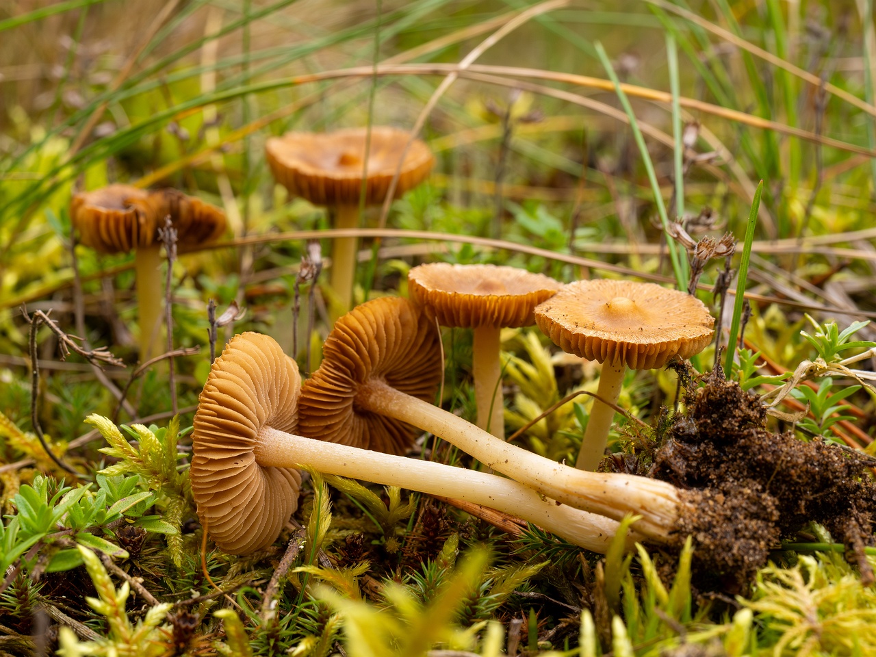 Inocybe nitidiuscula _2025-09-28_1-9