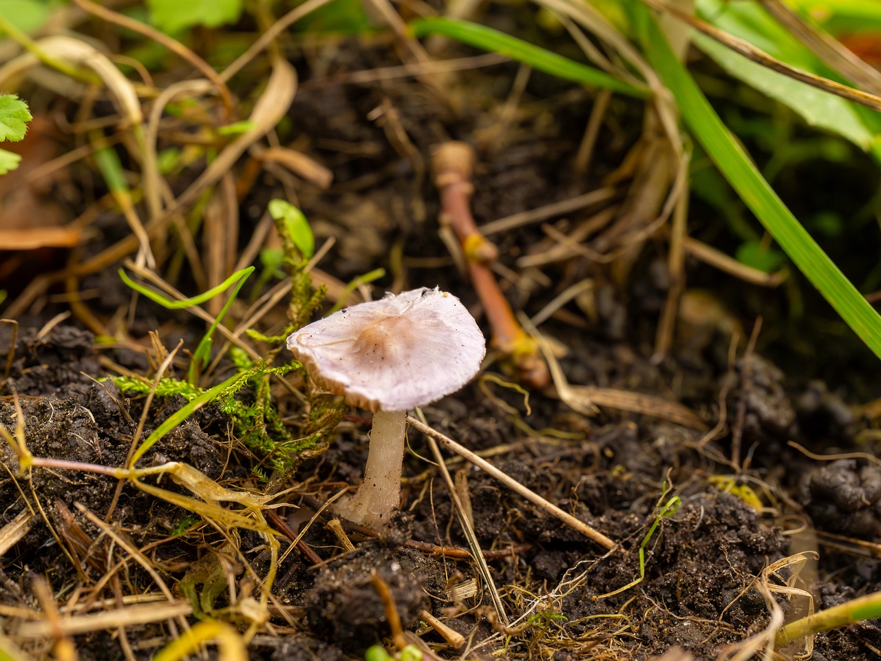 Inocybe lilacina _2025-10-11_1-1