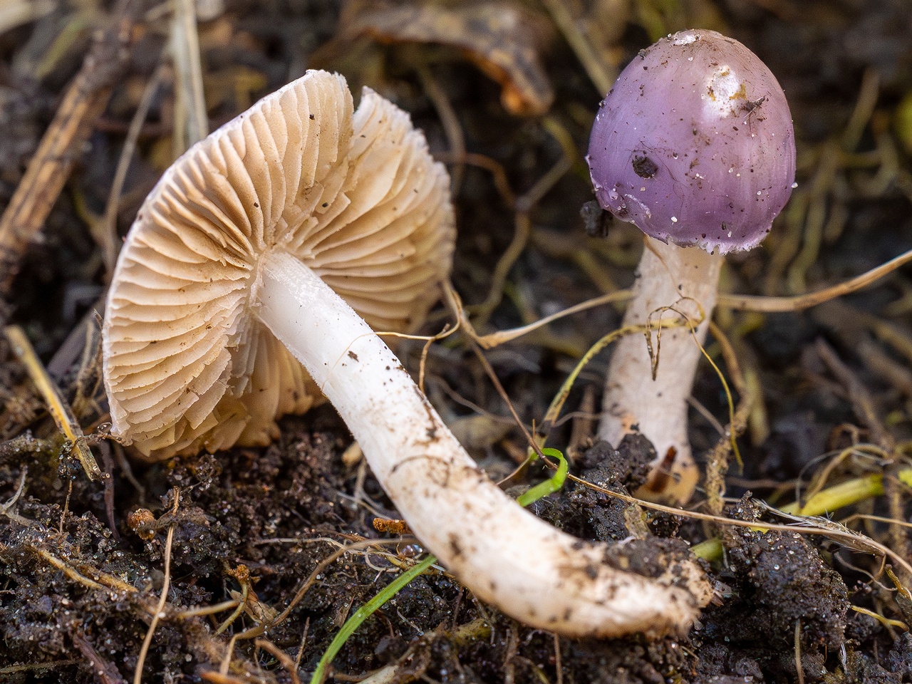 Inocybe lilacina _2025-10-11_1-12