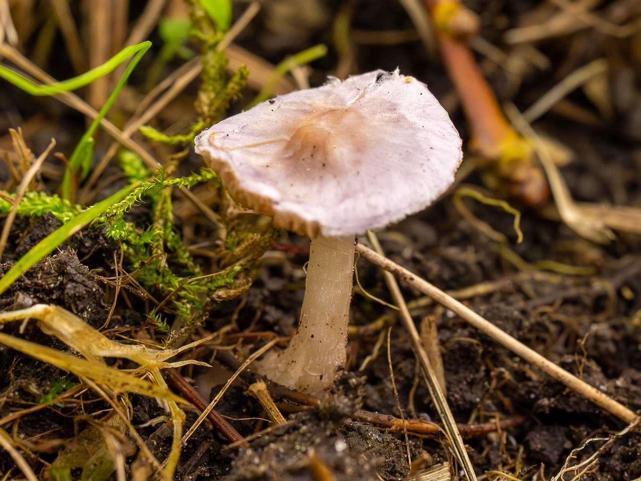 Inocybe lilacina _2025-10-11_1-2