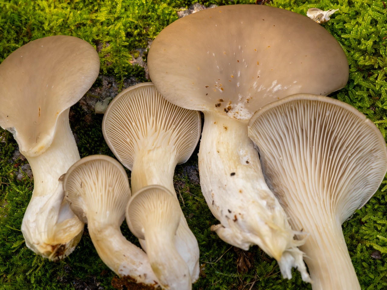 !Pleurotus ostreatus _2025-10-18_1-2