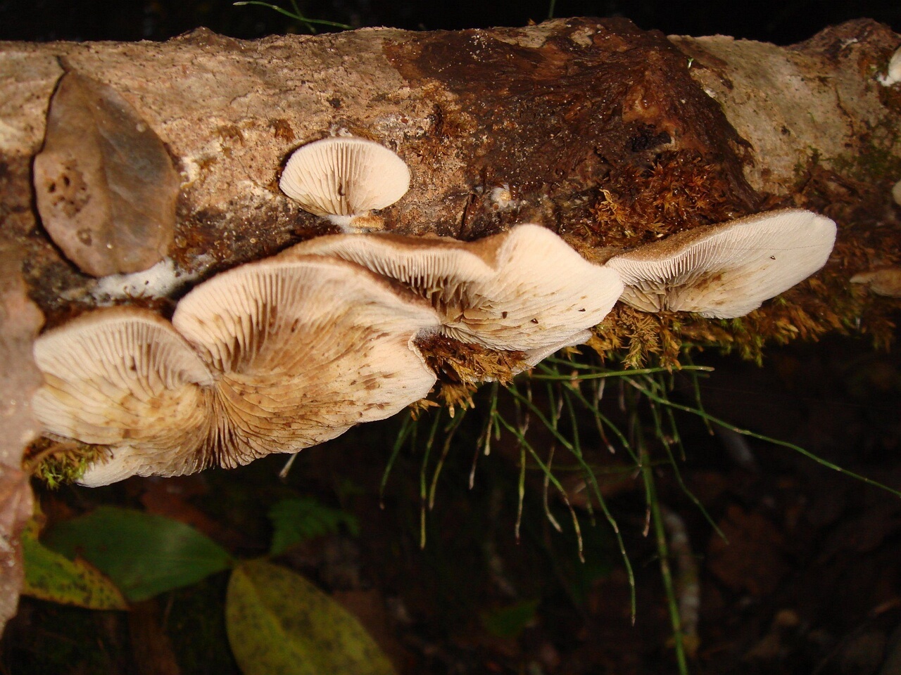 fungi-0003983