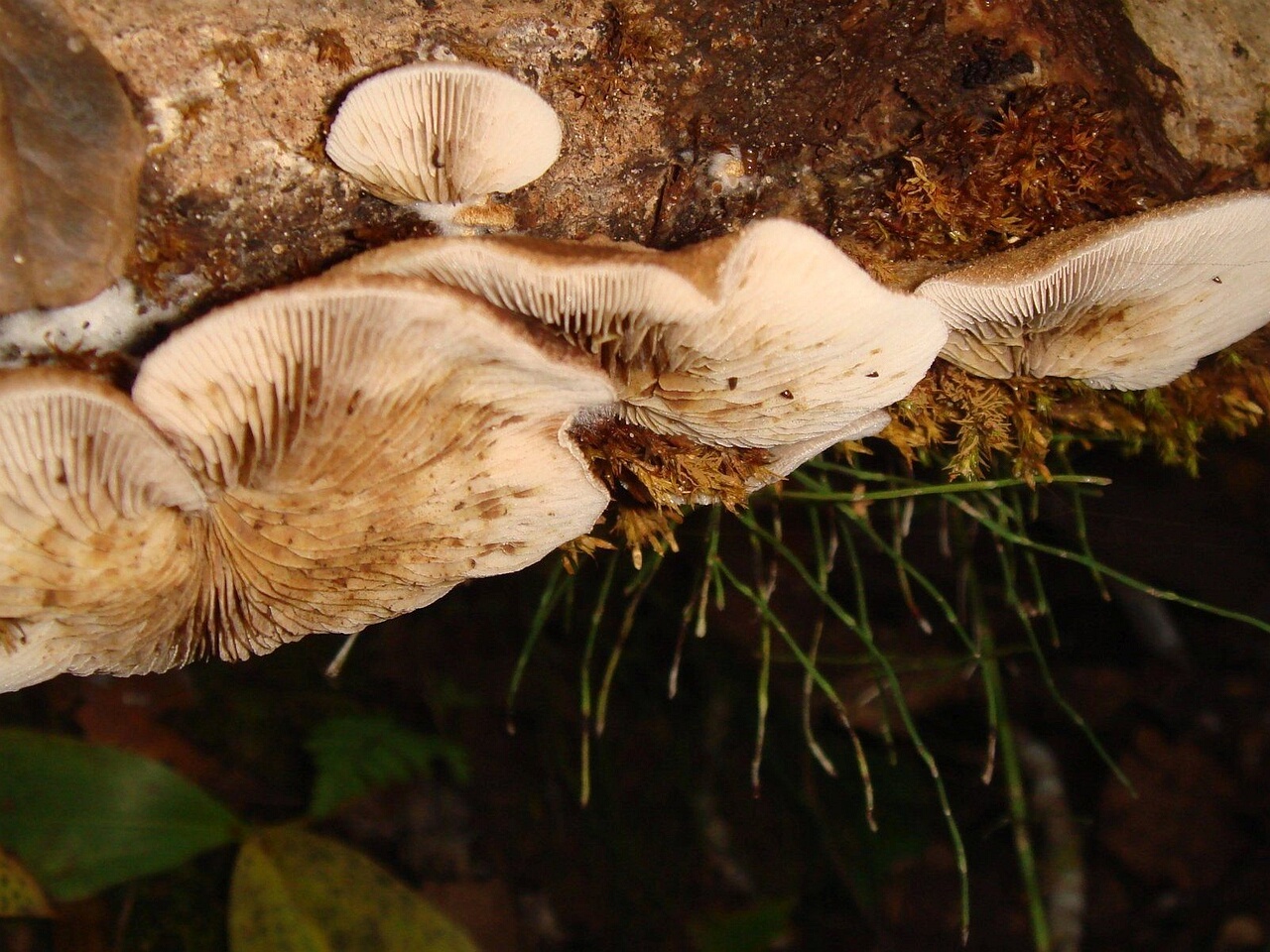 fungi-0003983_