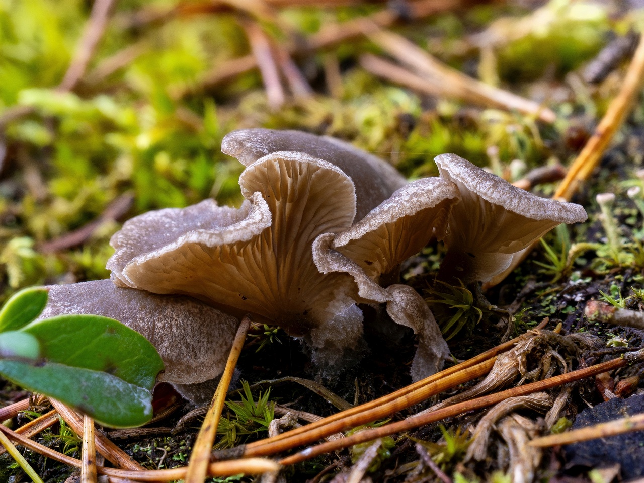 !Arrhenia acerosa _2025-09-21_2-3