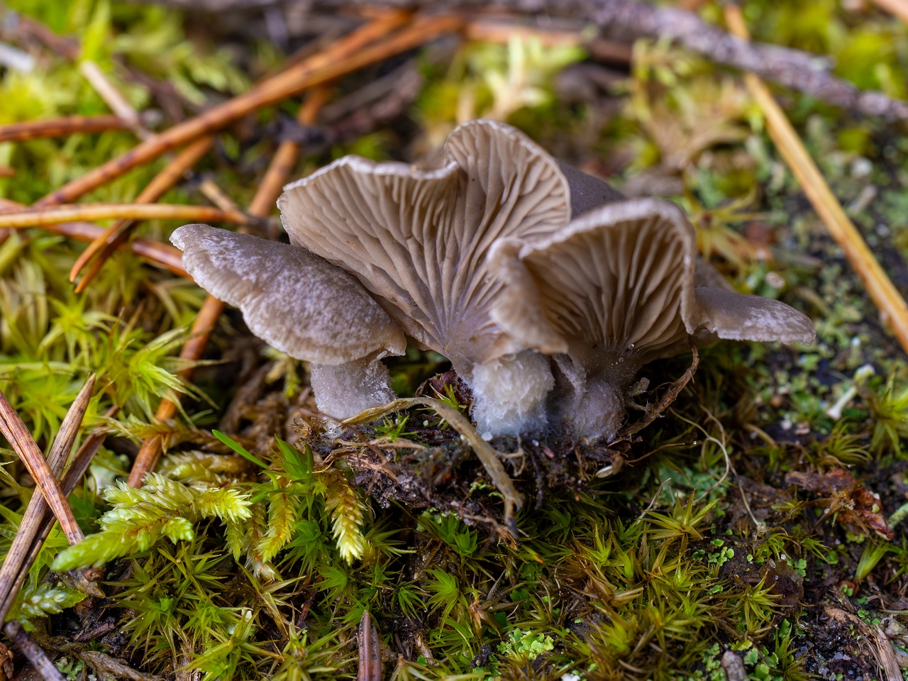 Arrhenia acerosa _2025-09-21_1-11