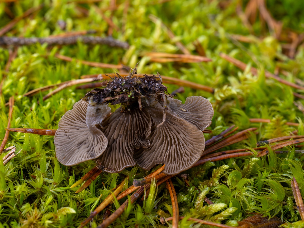 Arrhenia acerosa _2025-09-21_1-12