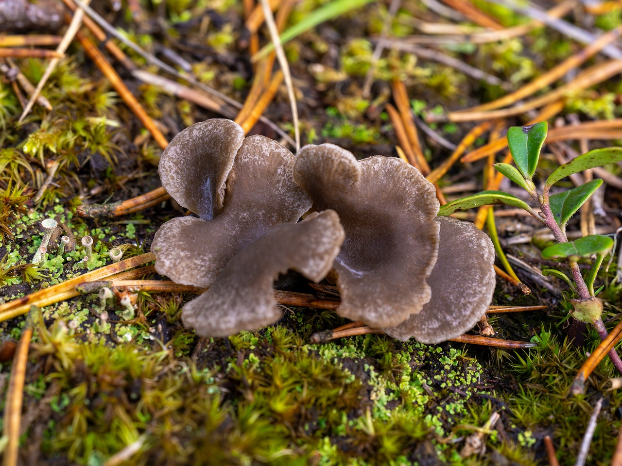 Arrhenia acerosa _2025-09-21_1-2