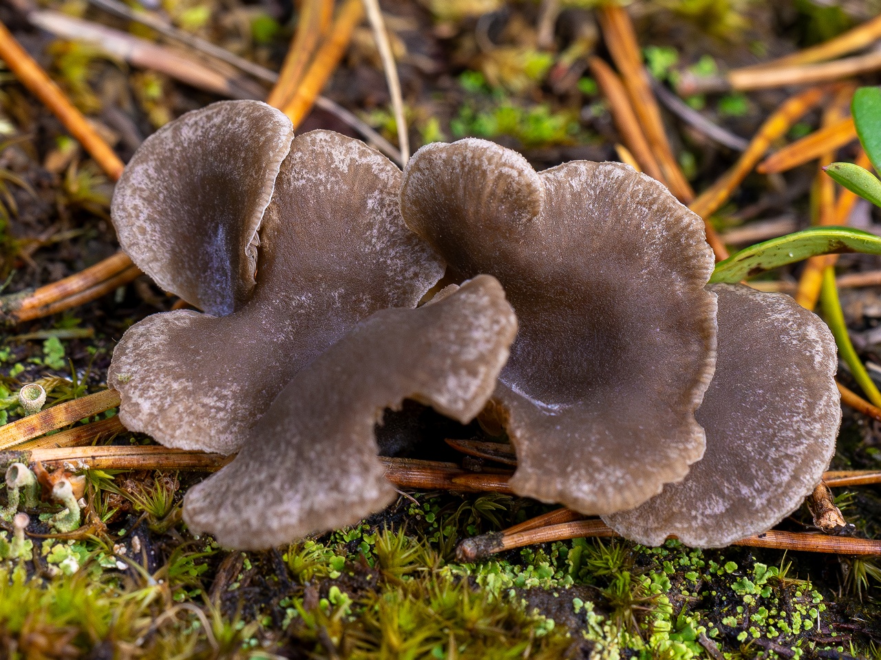 Arrhenia acerosa _2025-09-21_1-3