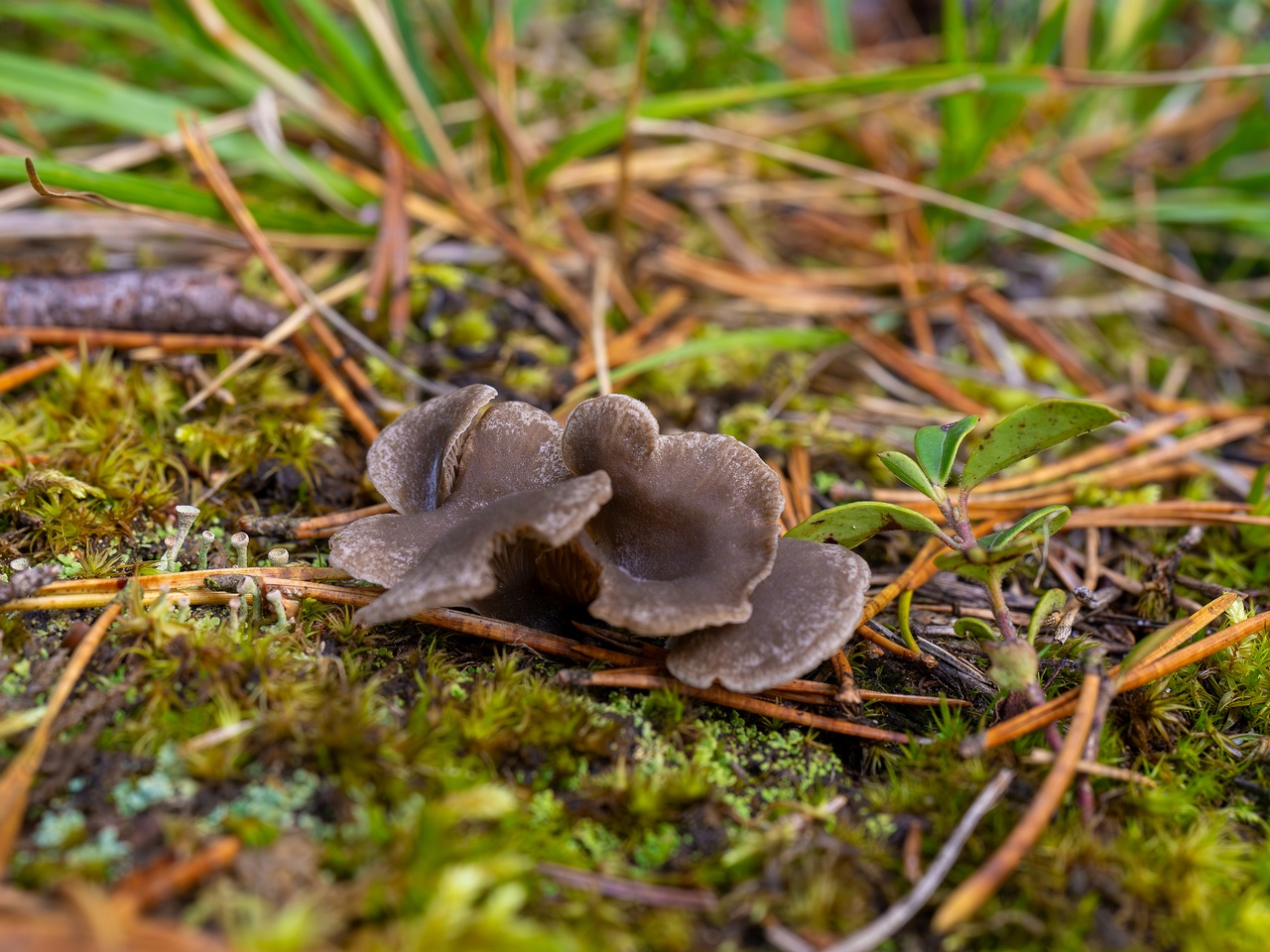 Arrhenia acerosa _2025-09-21_1-4