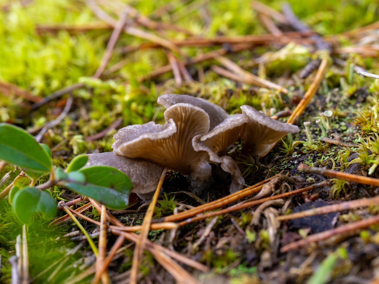 Arrhenia acerosa _2025-09-21_1-6