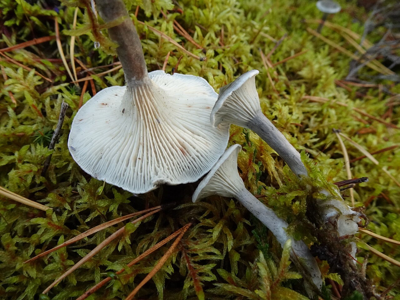 DSC07486