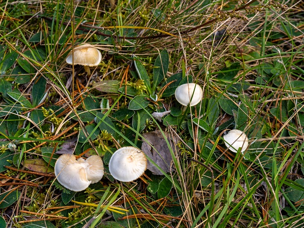 Cuphophyllus virgineus - Куфофиллус девичий - Snowy Waxcap - Weißer Saftling