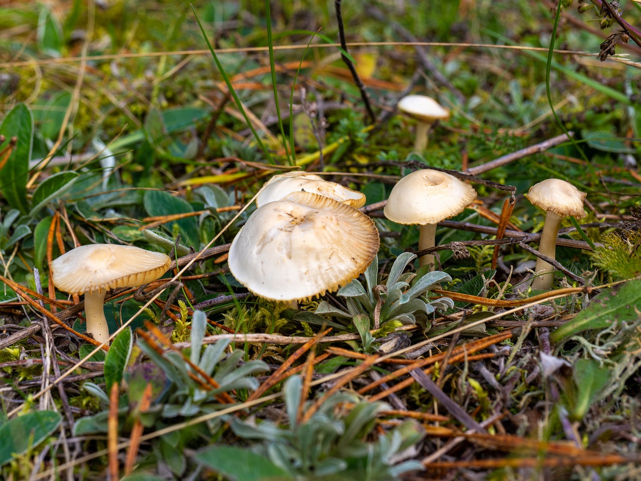 Cuphophyllus virgineus _2025-09-28_1-10