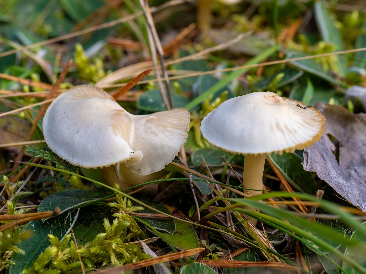 Cuphophyllus virgineus _2025-09-28_1-12