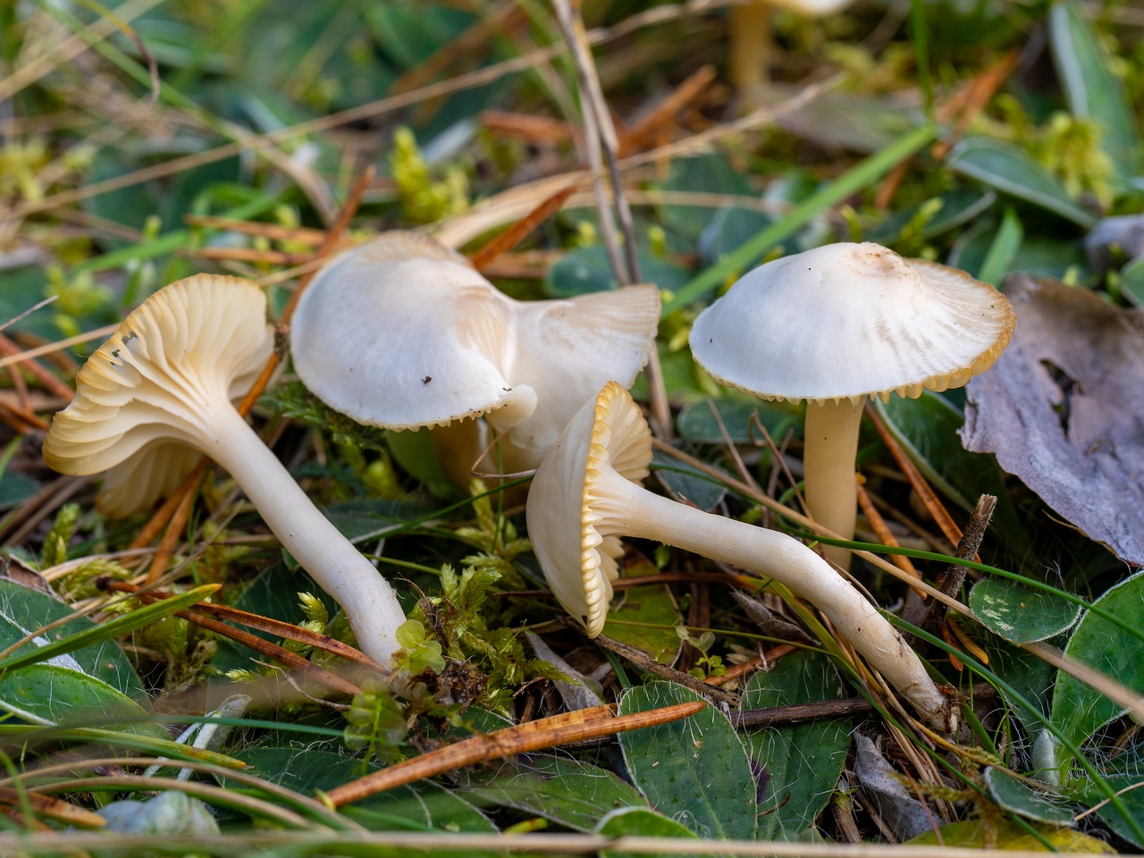 Cuphophyllus virgineus _2025-09-28_1-13