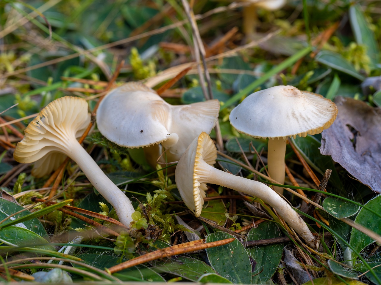 Cuphophyllus virgineus _2025-09-28_1-14