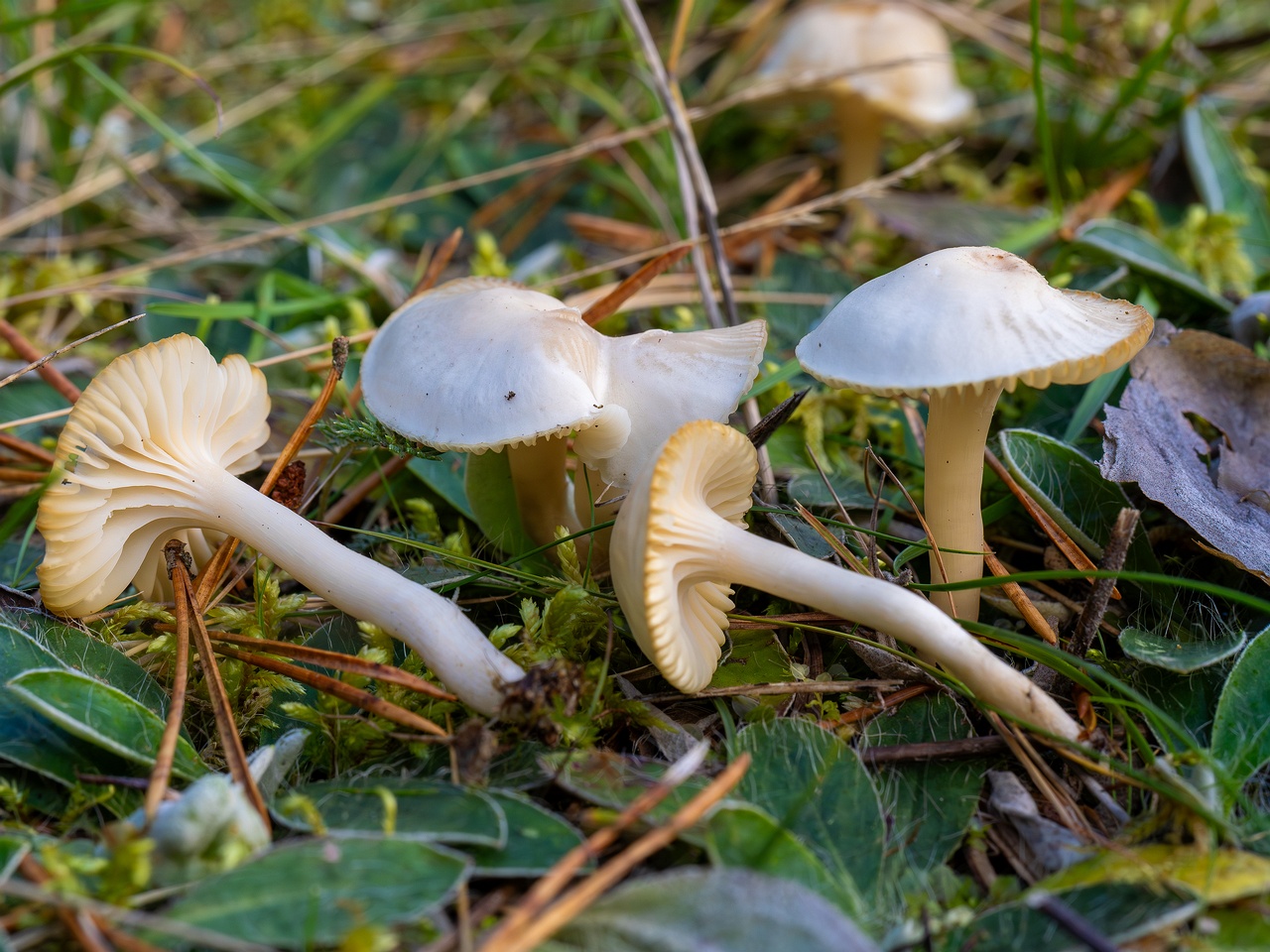 Cuphophyllus virgineus _2025-09-28_1-16