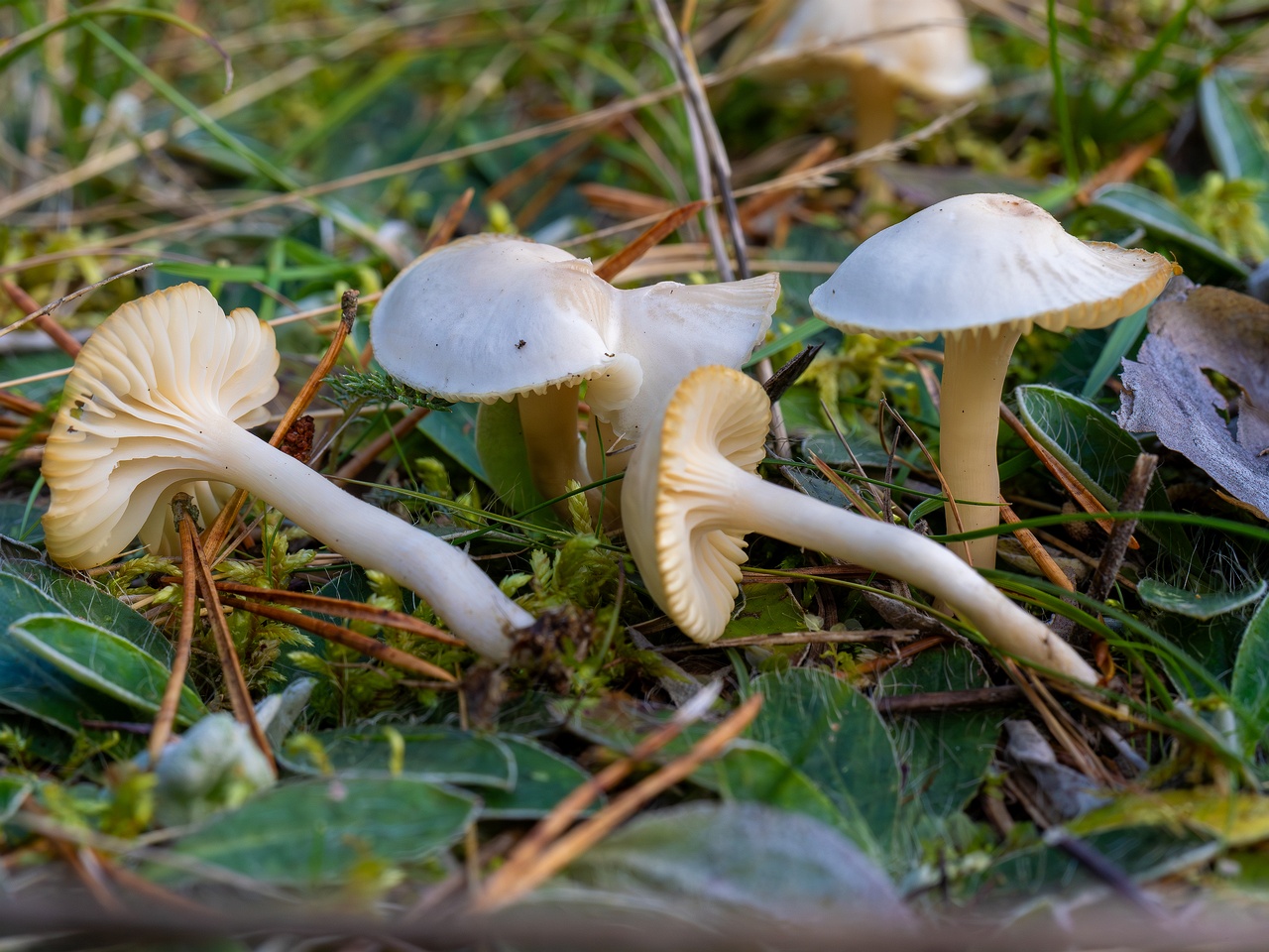 Cuphophyllus virgineus _2025-09-28_1-18