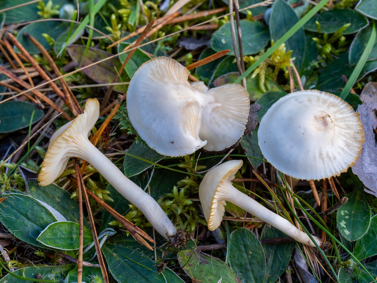 Cuphophyllus virgineus _2025-09-28_1-21