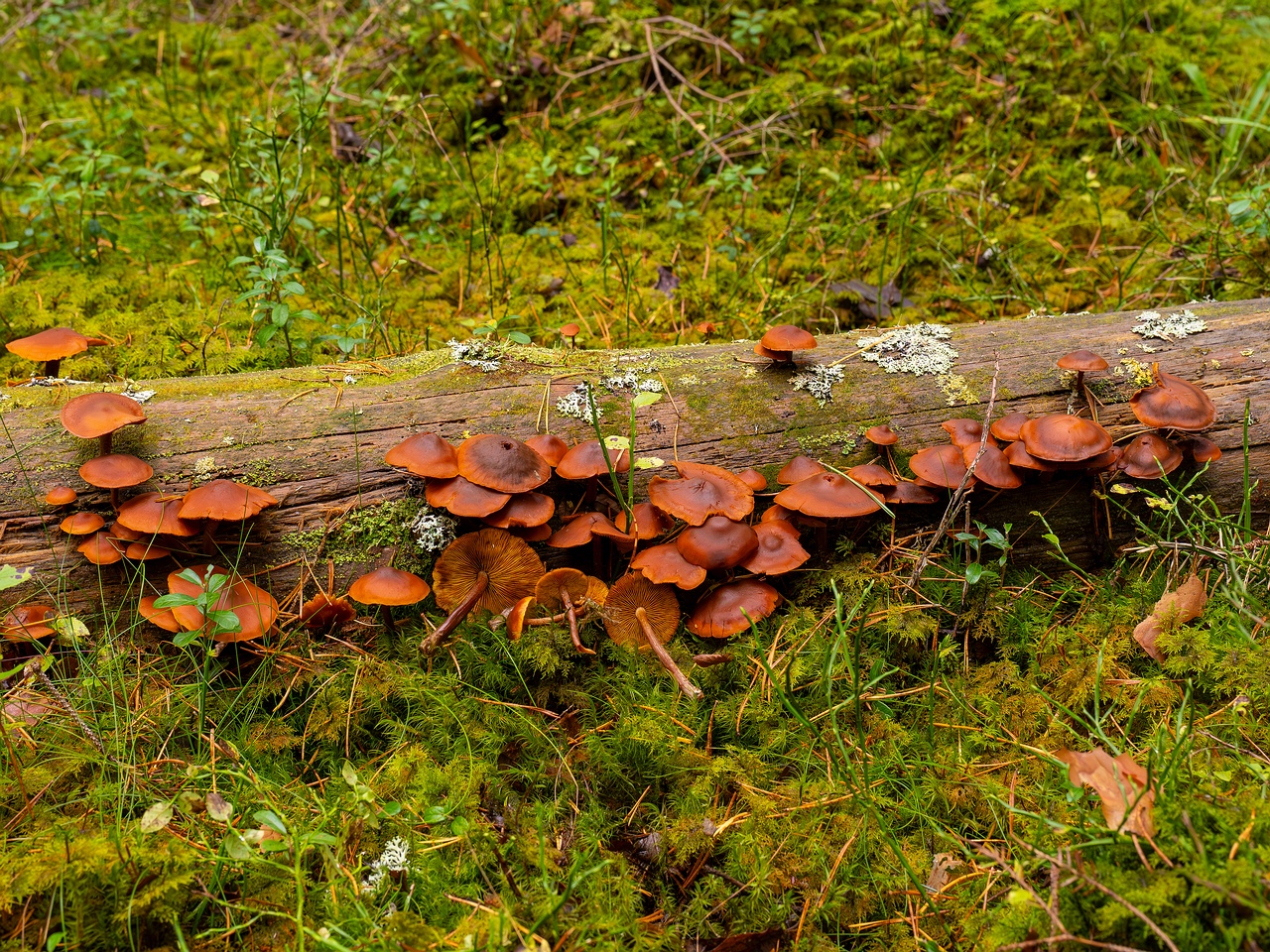 Gymnopilus picreus _2025-09-21_1-3
