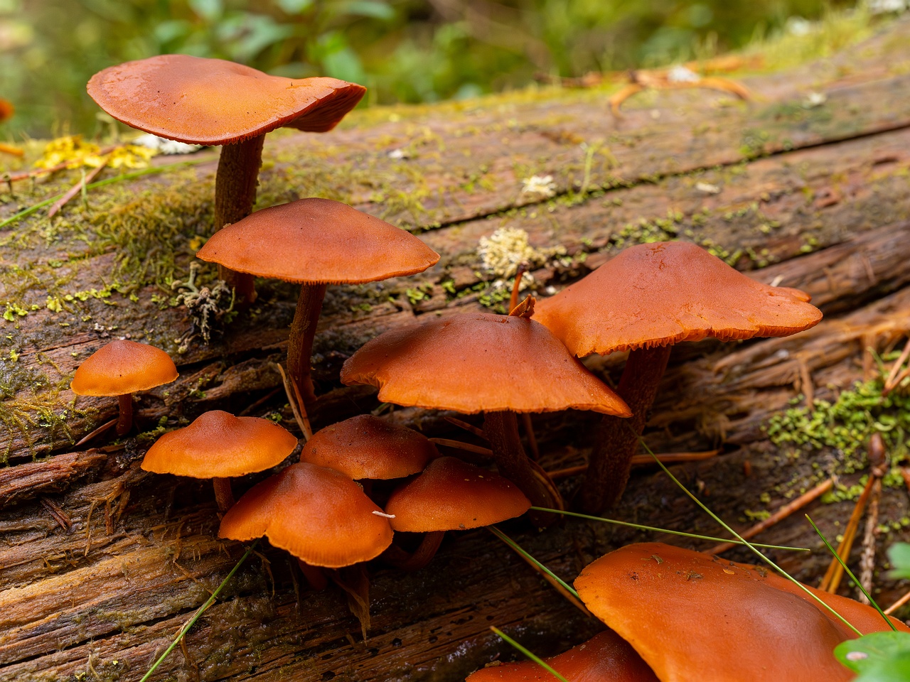 Gymnopilus picreus _2025-09-21_1-5