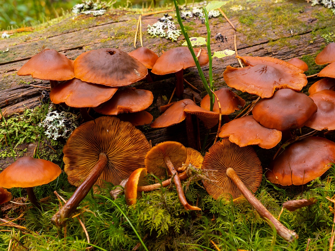 Gymnopilus picreus _2025-09-21_1-6