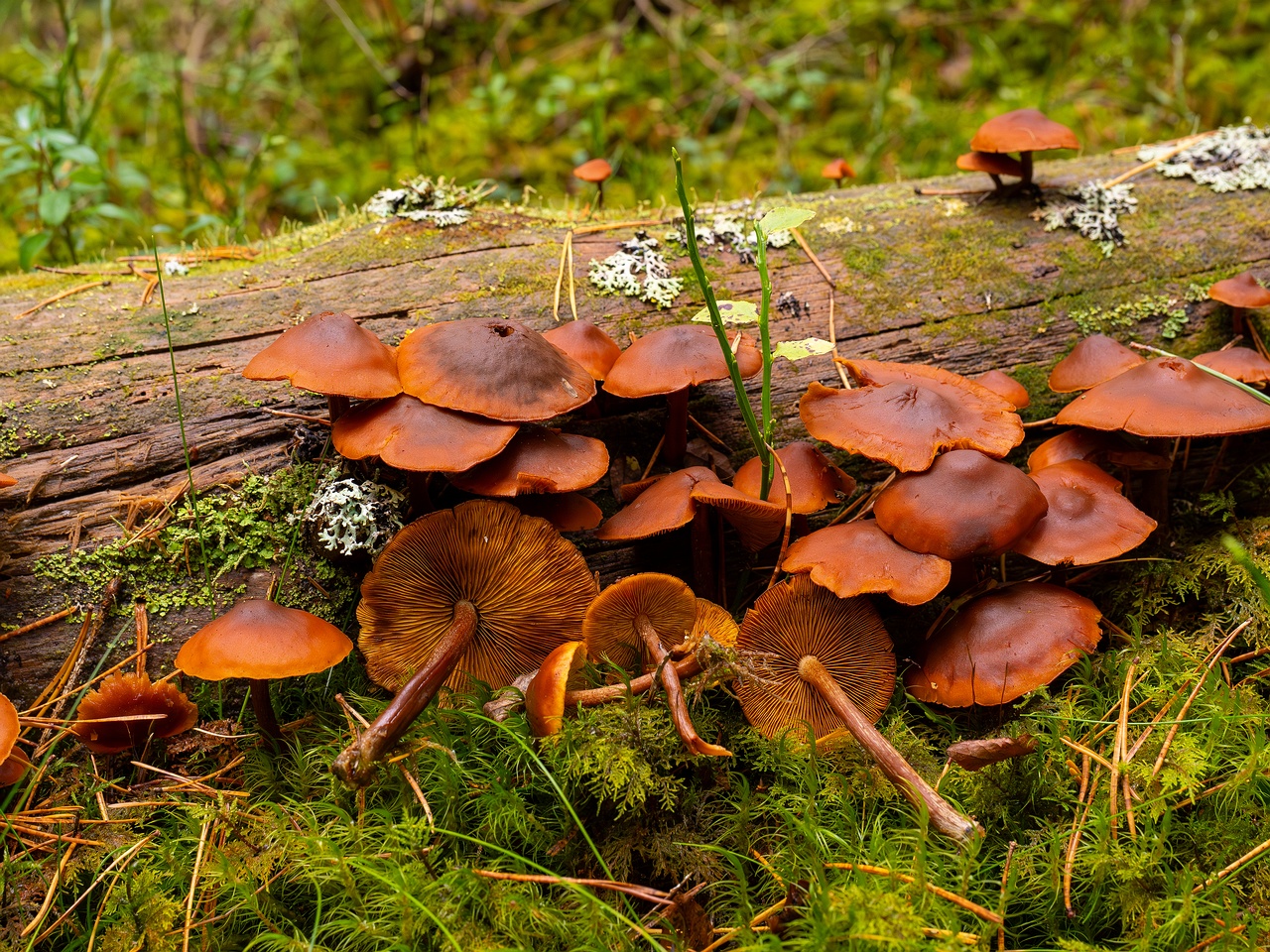Gymnopilus picreus _2025-09-21_1-7